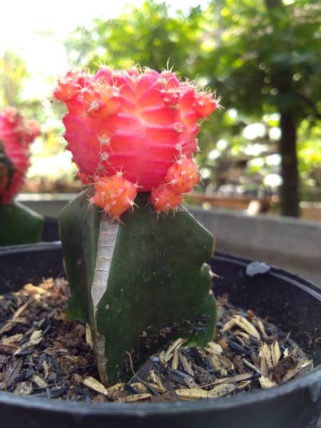 istock grafting cactus cultivation - red gymno cactus 2150692953