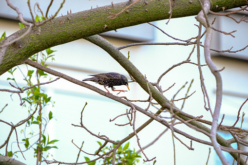 Starling in the middle background. Getting ready to move. One foot in the air. Tree branch