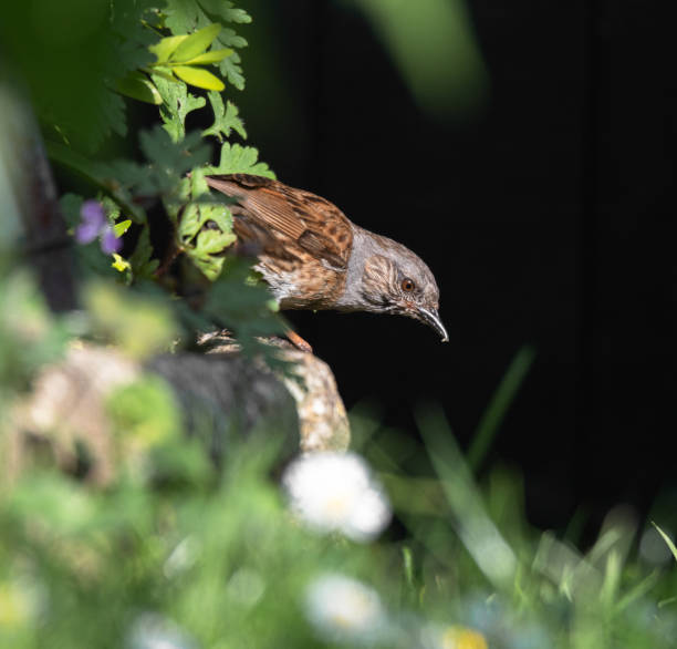 Male dunnock (Prunella modularis) singing on branch in the evening sunlight.