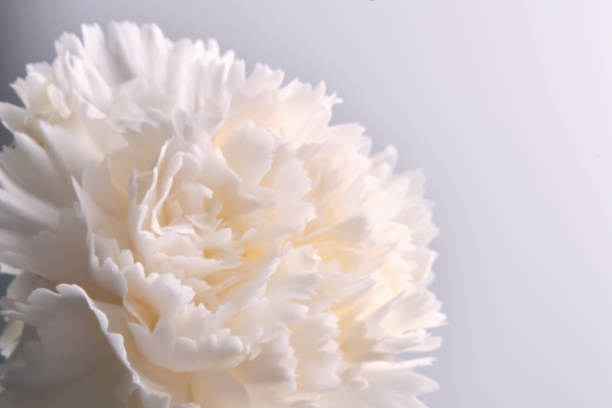 istock Abstract background with aster flower closeup. 2150693167