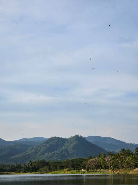 istock Birds over a river in the countryside 2150693767
