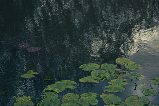 Dark scene of water lily leaves floating on water in a corner with trees reflection as copy space.