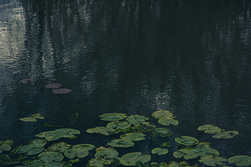 Dark scene of water lily leaves floating on water with trees reflection in a water as copy space.