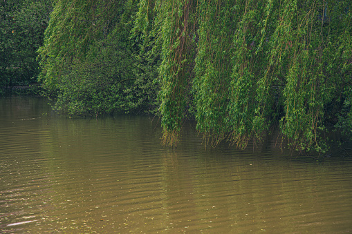 Weeping willow above muddy water.