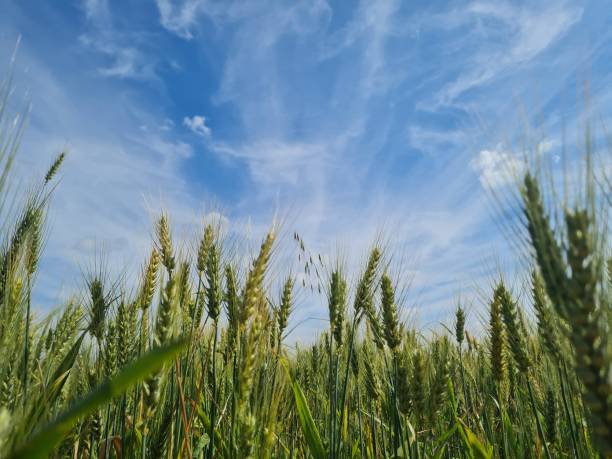 istock green wheat filed with clear blue sky spring on a sunny day 2150694286