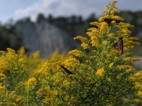 Monarch butterflies on Goldenrod at the Scarborough Bluffs in the summer