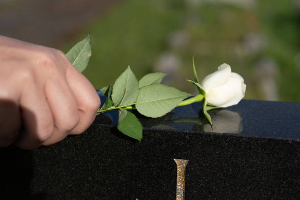 Person laying a single white rose on grave head stone