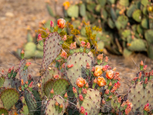 Yellow blooms on prickly pear cactus.