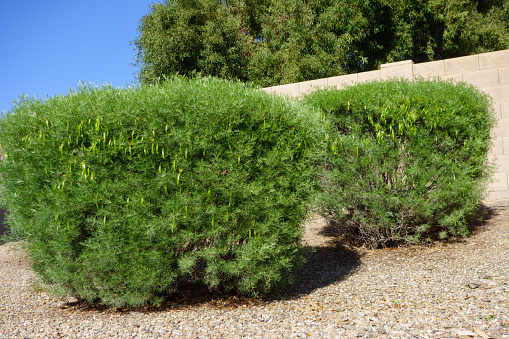 Australian native Feathery Cassia or Sive Senna (Senna Artemisioides) as informal hedge used in desert style xeriscaping in Phoenix, Arizona