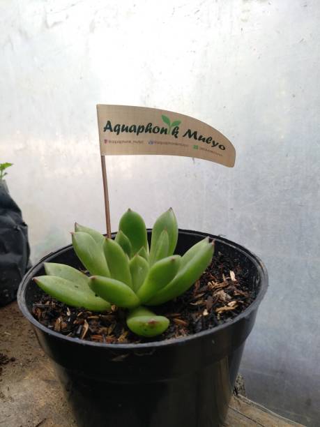 istock succulent Echeveria agavoides 2150696934