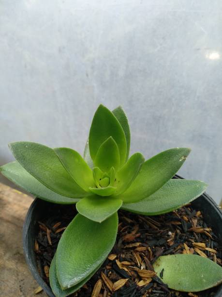 istock lemon echeveria succulent plant 2150697488