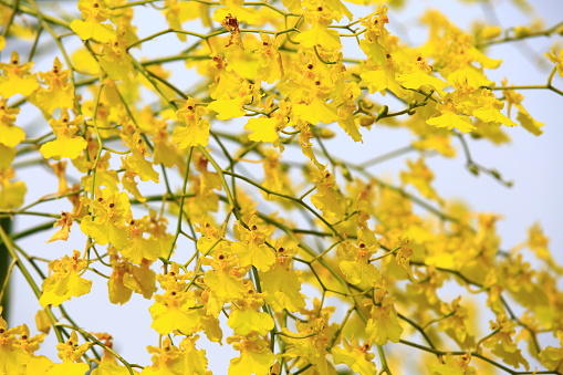 Oncidium Orchid or Dancing Lady Orchid or Oncidium Altissimum or Golden Shower Orchid flowers with sky background,blooming yellow Oncidium Orchid flowers growing in the garden