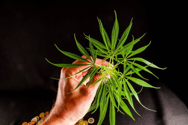 istock A hand holding a marijuana plant 2150699178