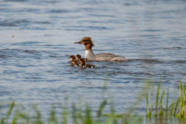 istock a merganser with his children 2150699389