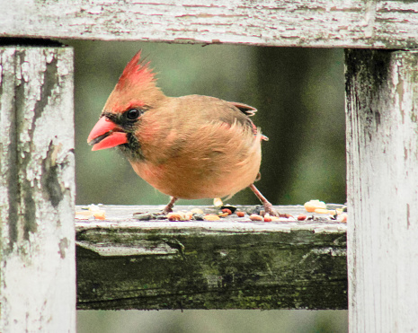 Cardinal in Georgia