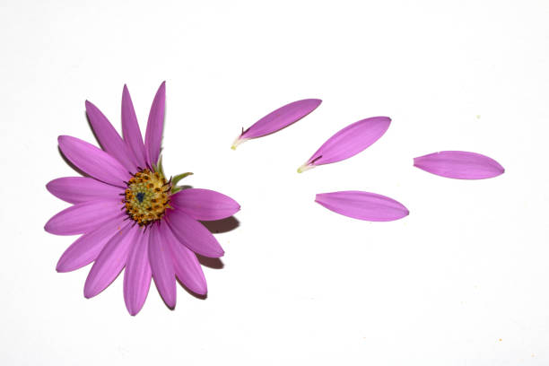 Flowers of Osteospermum ecklonis or Dimorphotheca ecklonis or Cape marguerite