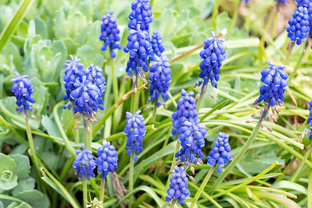 close up of a blue whte hyacinth Asparagaceae Muscari Latifolium blossom flower hyacinth Asparagaceae Muscari Latifolium muscari latifolium stock pictures, royalty-free photos & images