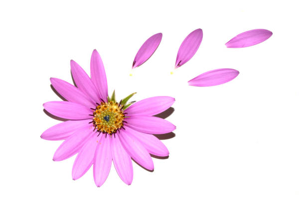 A Pink African Daisy Flower with flying falling Petals on White Background