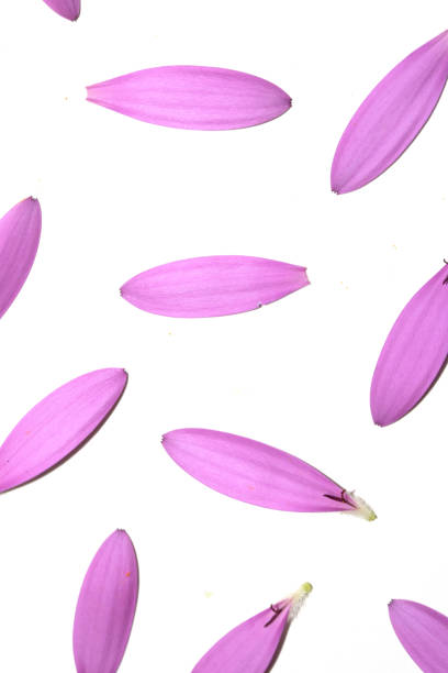 A Pink African Daisy Flower with flying falling Petals on White Background