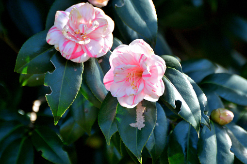 Camellia japonica, commonly called Japanese camellia, is an evergreen shrub that typically grows to 2-4m tall with glossy, dark green leaves. It is native to Japan and China. Species plants have single flowers, but there are also cultivars with semi-double or double flowers. Each single flower has 5-8 petals. Flower colors are most commonly white, pink or red with yellow anthers.