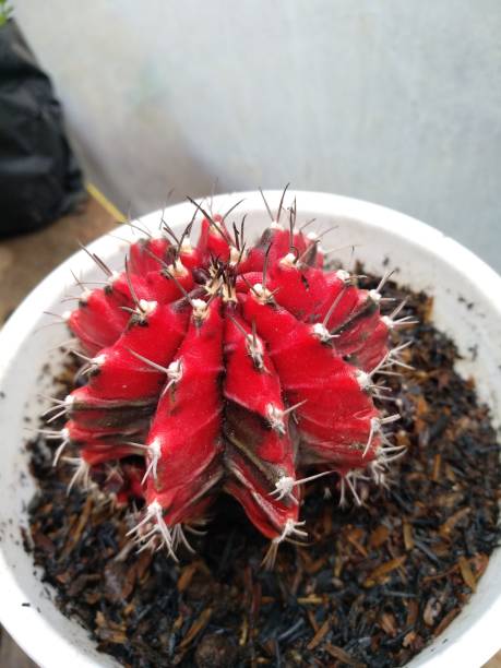 Gymnocalycium mihanovichii - Cactus plants thrive in small pots