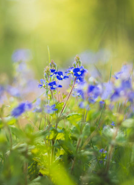 istock Germander speedwell, veronica chamaedrys plant in morning light. Macro spring Czech flower 2150700412