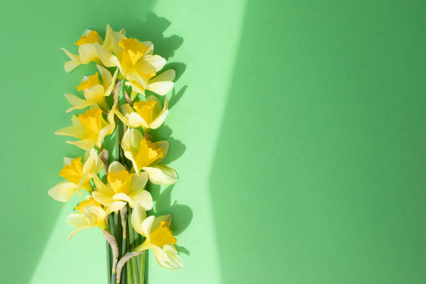 istock Yellow daffodils on a green background in bright daylight with shadows 2150700444