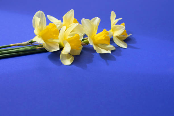 Daffodil / narcissus / jonquil spring flowers. Spring concepts and storytelling.