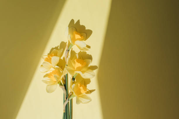 Yellow daffodils on a yellow background in bright daylight with shadows. Flat lay