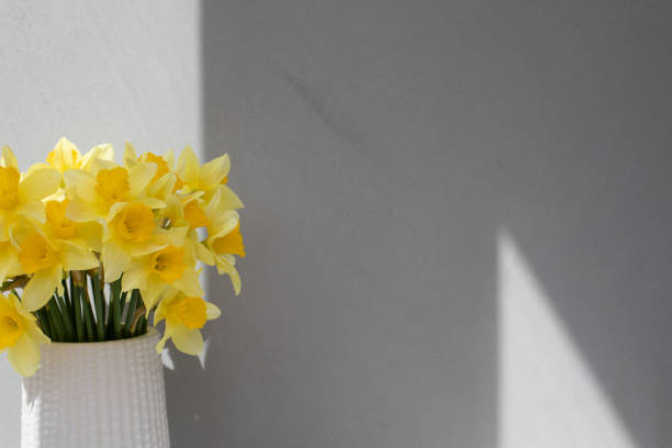 Yellow daffodils in a white vase on a gray background in bright daylight with shadows. Front view