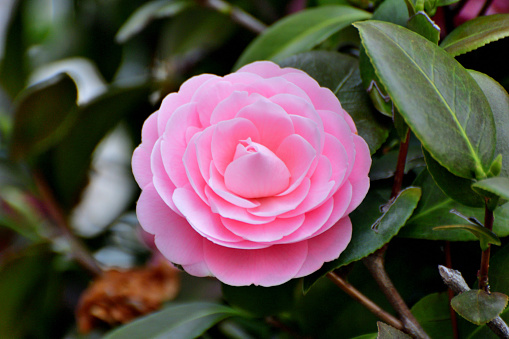 Closeup of pastel pink Camellia Japonica flowers blooming bush in the park or garden.