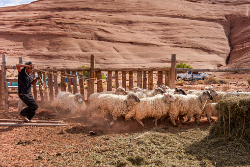 Athletic Fourteen Year Old Navajo Boy Roping and Wrestling a Sheep in a Pen on a Family Ranch in Monument Valley Arizona with Pretty Cloudscape