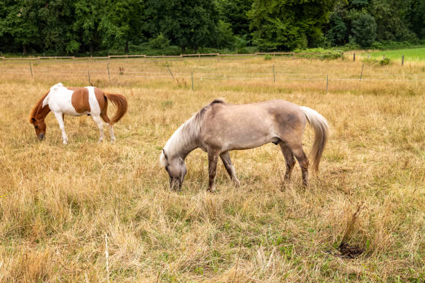 istock horses in the field 2150700939