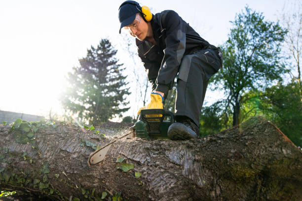 istock Man cuts an old tree in the yard with an electric saw 2150701352