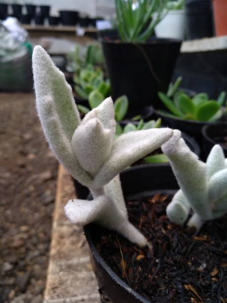 Kalanchoe eriophylla - succulent plant