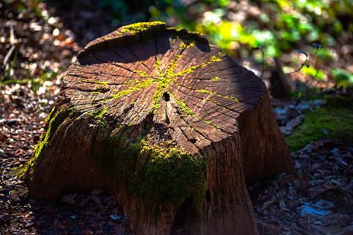 A giant tree lies felled in the forest, a stark reminder of human impact on nature's vast expanse.