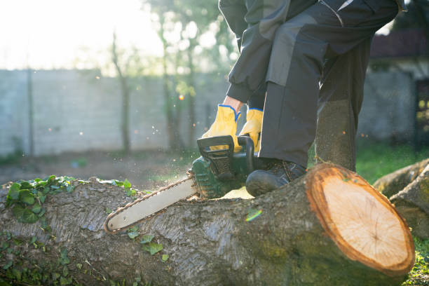 istock Man cuts an old tree in the yard with an electric saw 2150702894