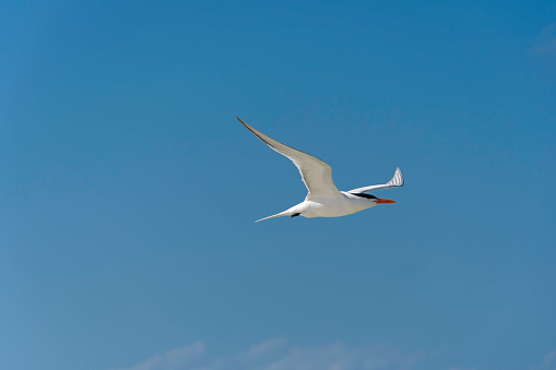 Flying Royal Tern, Sterna maxima