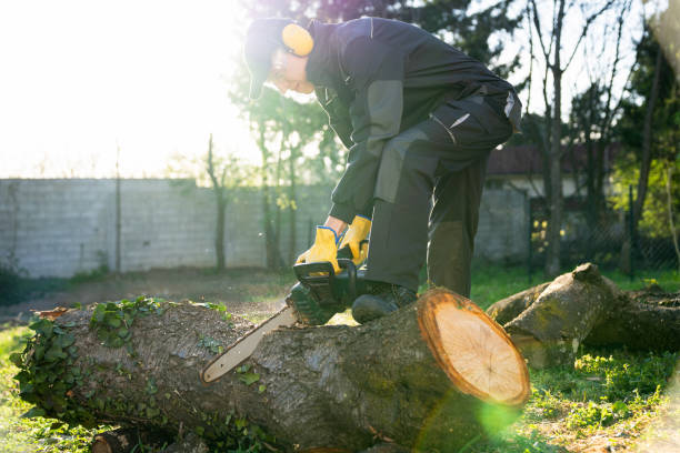 istock Man cuts an old tree in the yard with an electric saw 2150703302