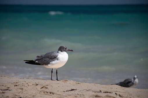 Laughing Gull - Larus atricilla on the Cuban beach