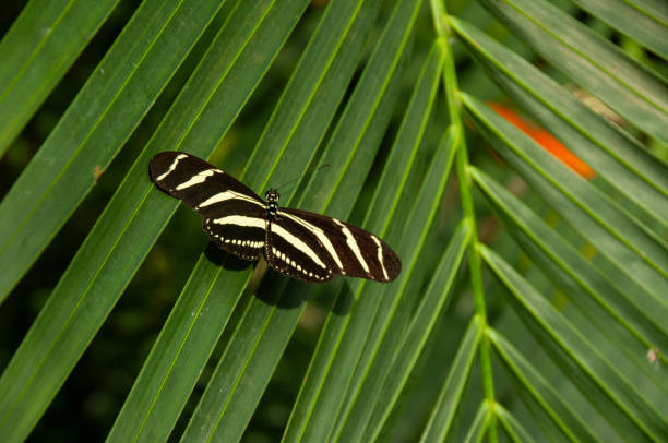 A close-up of a Zebra Longwing Butterfly on plant leaves in a greenhouse
