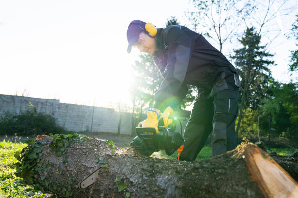 istock Man cuts an old tree in the yard with an electric saw 2150703523