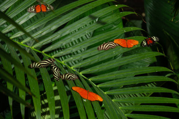 istock Butterflies on a leaf in a greenhouse 2150703606