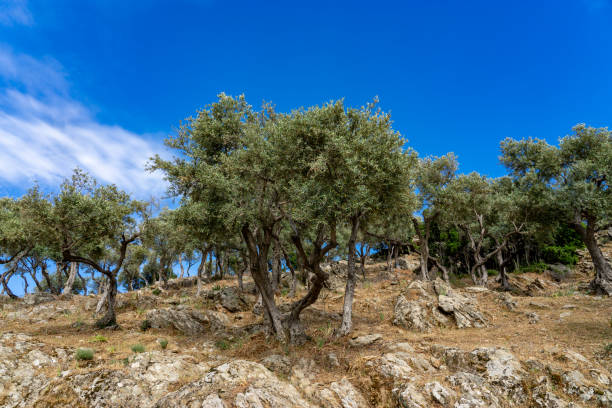 istock Olive Tree Plantation on Rocky Terrain in Lake Bafa. 2150703629