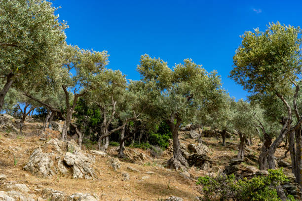 istock Olive Tree Plantation on Rocky Terrain in Lake Bafa. 2150703632
