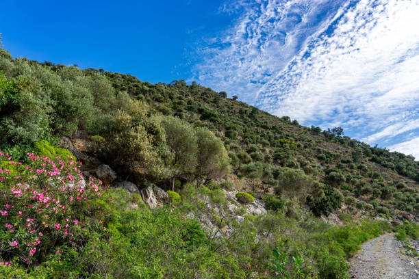 istock Olive Tree Plantation on Rocky Terrain in Lake Bafa. 2150703639