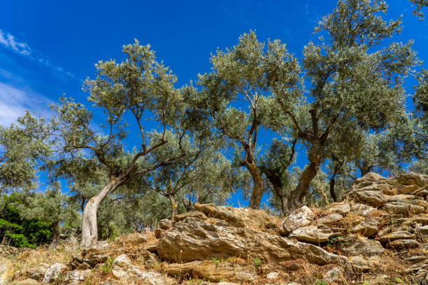 istock Olive Tree Plantation on Rocky Terrain in Lake Bafa. 2150703645