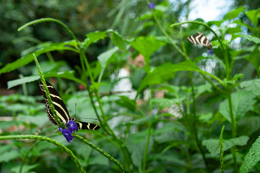 A close-up of Zebra Longwing Butterflies on plants in a greenhouse