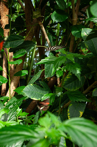 A Zebra Longwing Butterfly hiding on green plant leaves in a greenhouse