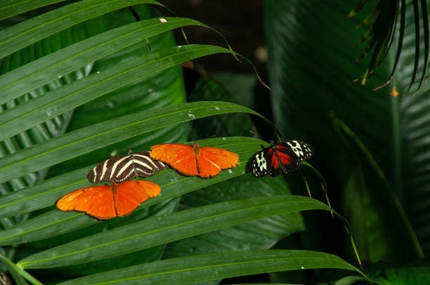 istock Butterflies on a leaf in a greenhouse 2150704283